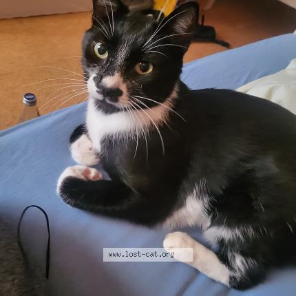 Photo 1/1 Lazarus Chat lost in Ruthen