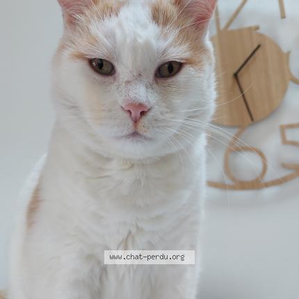 Photo 1/1 Solo Chat lost in Merignac