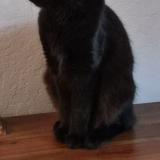 Picture of cat lost at Le Beausset