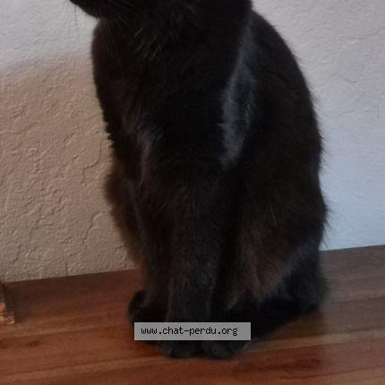 Photo 1/1 Minue Chat lost in Le beausset