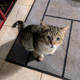 Picture of cat found at Toulouse