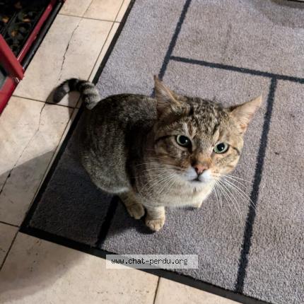 Photo 1/1 Found cat Found in Toulouse