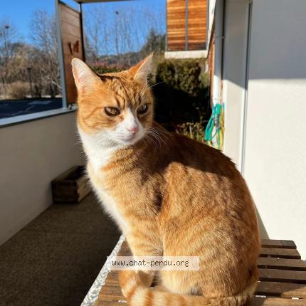 Photo 1/1 Caramel Chat lost in Gap