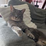 Picture of cat lost at Tampon