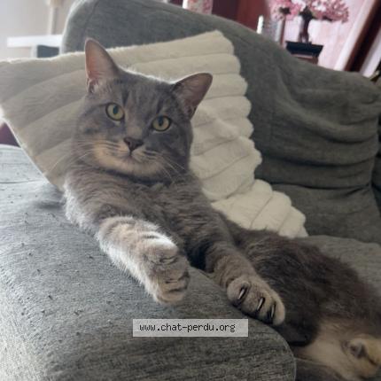 Photo 1/1 Kyubi Chat lost in Tampon