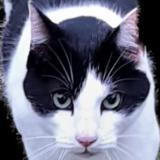 Picture of cat lost at Alvignac