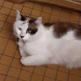 Picture of cat lost at Somain