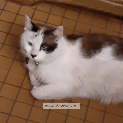 Photo 1/1 nougat Chat lost in Somain