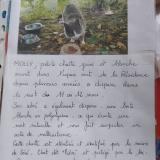 Picture of cat lost at Sene