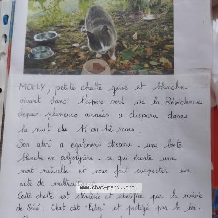 Photo 1/1 Molly Chat lost in Sene