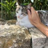 Picture of cat lost at Saint Barthelemy