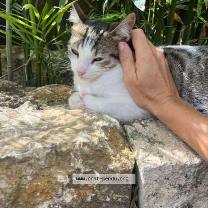 Photo 1/1 Toby Chat lost in Saint barthelemy