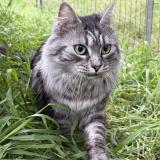 Picture of cat lost at Lunel