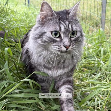 Photo 1/1 Zia Chat lost in Lunel