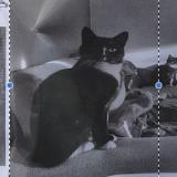 Picture of cat lost at Limal