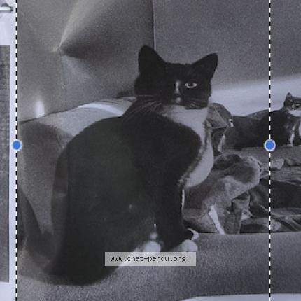 Photo 1/1 Hercule Chat lost in Limal