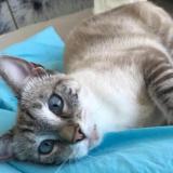 Picture of cat lost at Saint Barthelemy