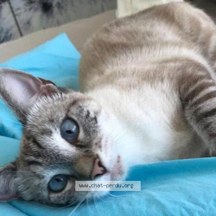 Photo 1/1 Minette Chat lost in Saint barthelemy