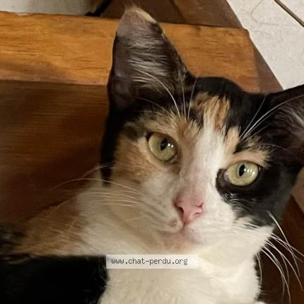 Photo 1/1 Moly Chat lost in Saint barthelemy