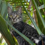 Picture of cat lost at Saint Barthelemy