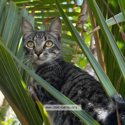 Photo 1/1 Bengous Chat lost in Saint barthelemy