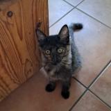 Picture of cat lost at Saint Barthelemy