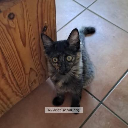 Photo 1/1 Ifahem Chat lost in Saint barthelemy