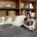 Picture of cat lost at Saint Barthelemy