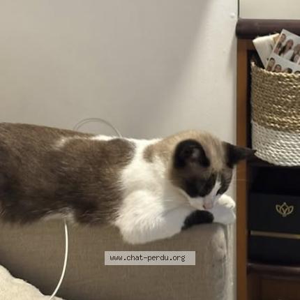 Photo 2/3 Luci Chat lost in Saint barthelemy