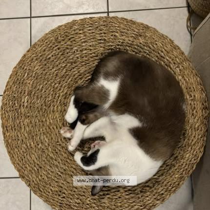 Photo 3/3 Luci Chat lost in Saint barthelemy