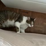 Picture of cat lost at Bouzille