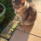 Picture of cat lost at Chassieu