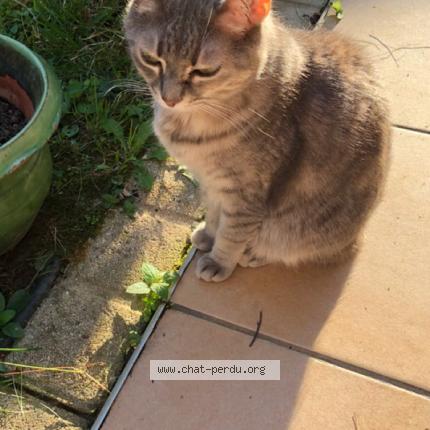 Photo 1/2 Chipie Chat lost in Chassieu