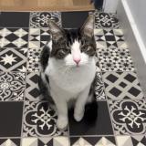 Picture of cat lost at Haisnes