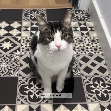 Photo 1/1 Simba Chat lost in Haisnes