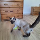 Picture of cat found at Savasse