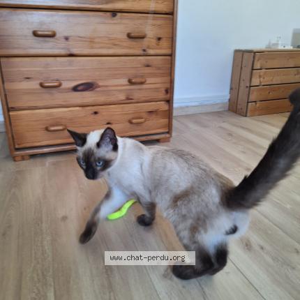 Photo 1/1 Found cat Found in Savasse