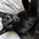 Picture of cat lost at La Madeleine