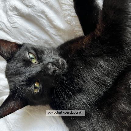 Photo 1/1 Hades Chat lost in La madeleine