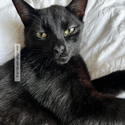 Photo 1/1 Hades Chat lost in La madeleine