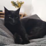 Picture of cat lost at Le Revest Les Eaux