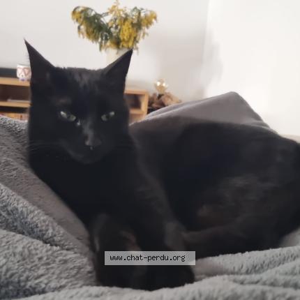 Photo 1/1 Barbecute Chat lost in Le revest les eaux