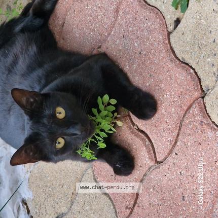 Photo 1/1 MOCCA Chat lost in Cormeilles en parisis