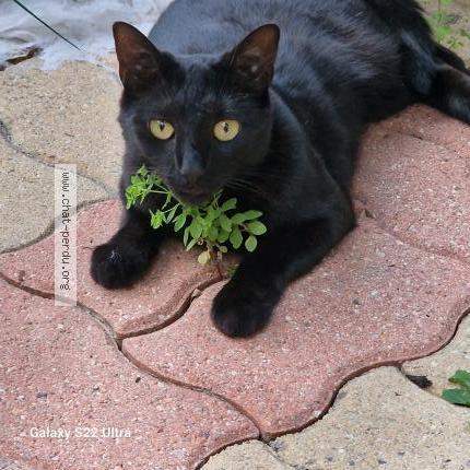 Photo 1/1 MOCCA Chat lost in Cormeilles en parisis