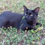 Picture of cat lost at L Isle D Abeau