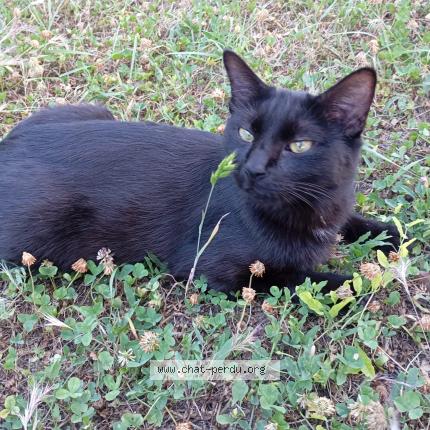 Photo 1/1 Bagherra Chat lost in L isle d abeau