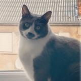 Picture of cat lost at Fameck