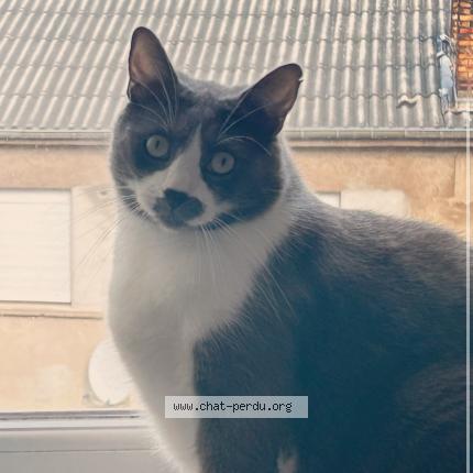 Photo 1/1 Pumba Chat lost in Fameck