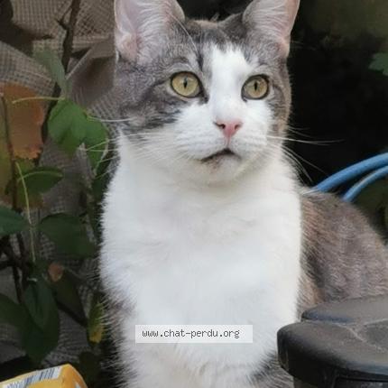 Photo 1/1 cravate Chat lost in Rennes