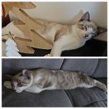 Picture of cat lost at Saint Barthelemy